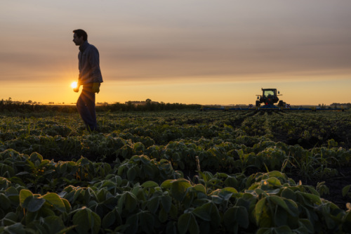 A person walks through a field of crops at sunset, with a tractor working in the background under a cloudy sky.