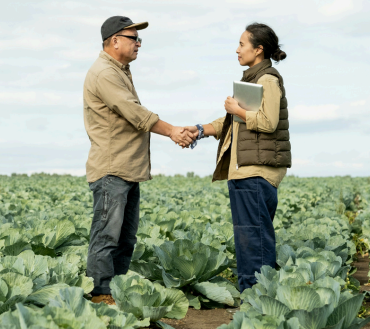 Two people stand in a cabbage field, shaking hands. One person holds a laptop, suggesting a business meeting or agricultural consultation.